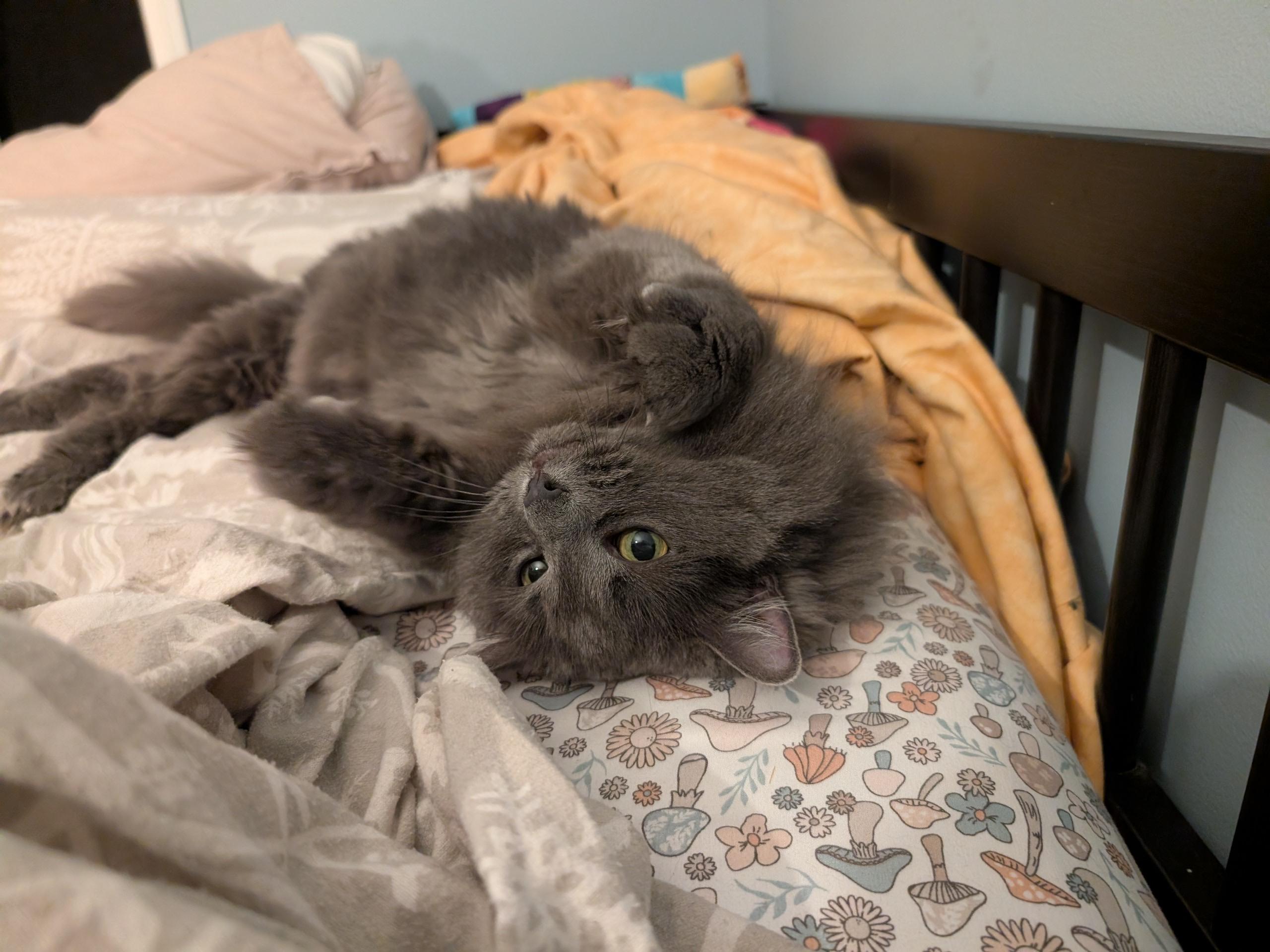 Shy, ADOPTABLE, Senior Female Domestic Short Hair.
