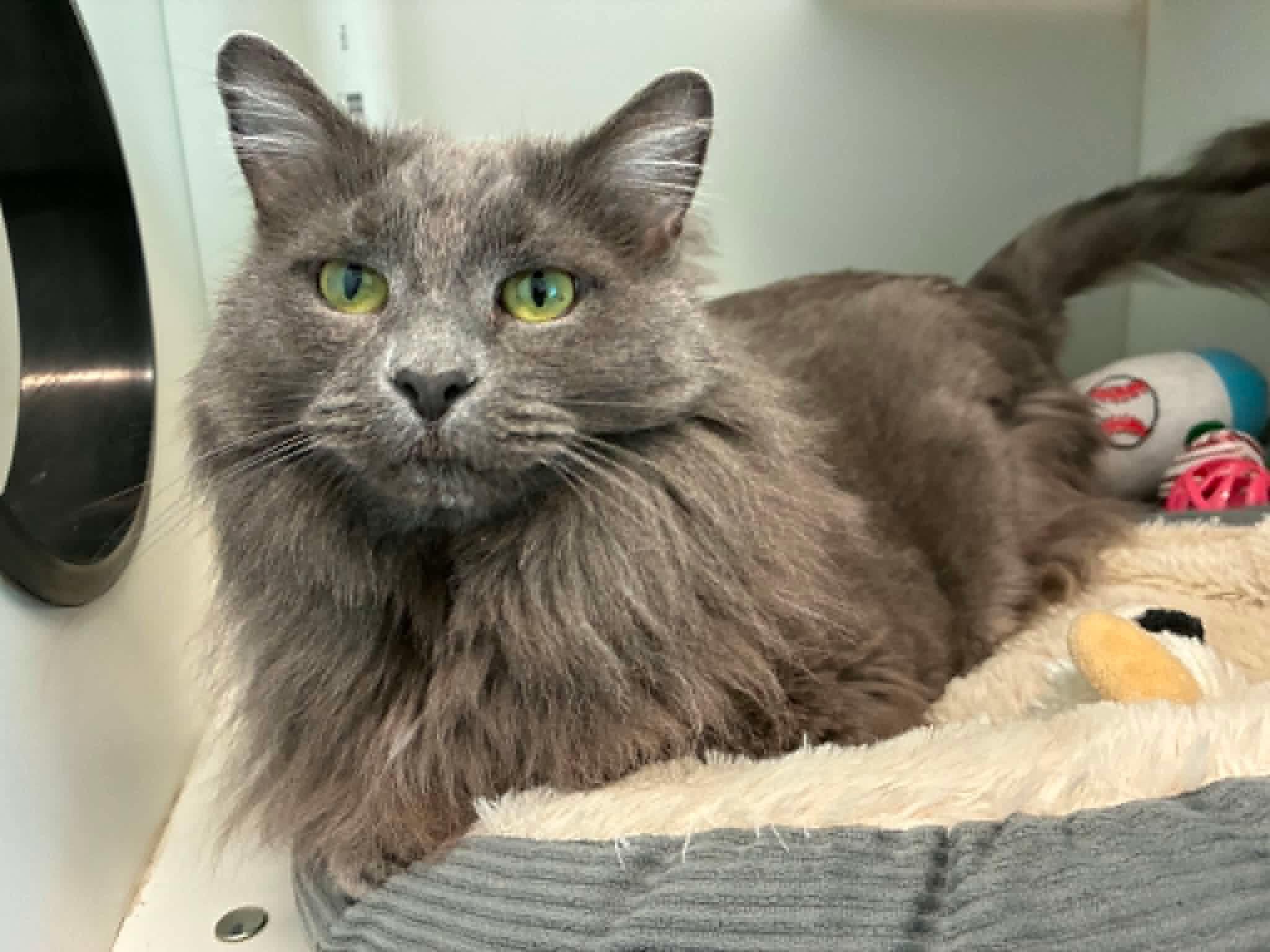 Enlarge Shy, a ADOPTABLE Domestic Short Hair in Evanston, IL image 3/3