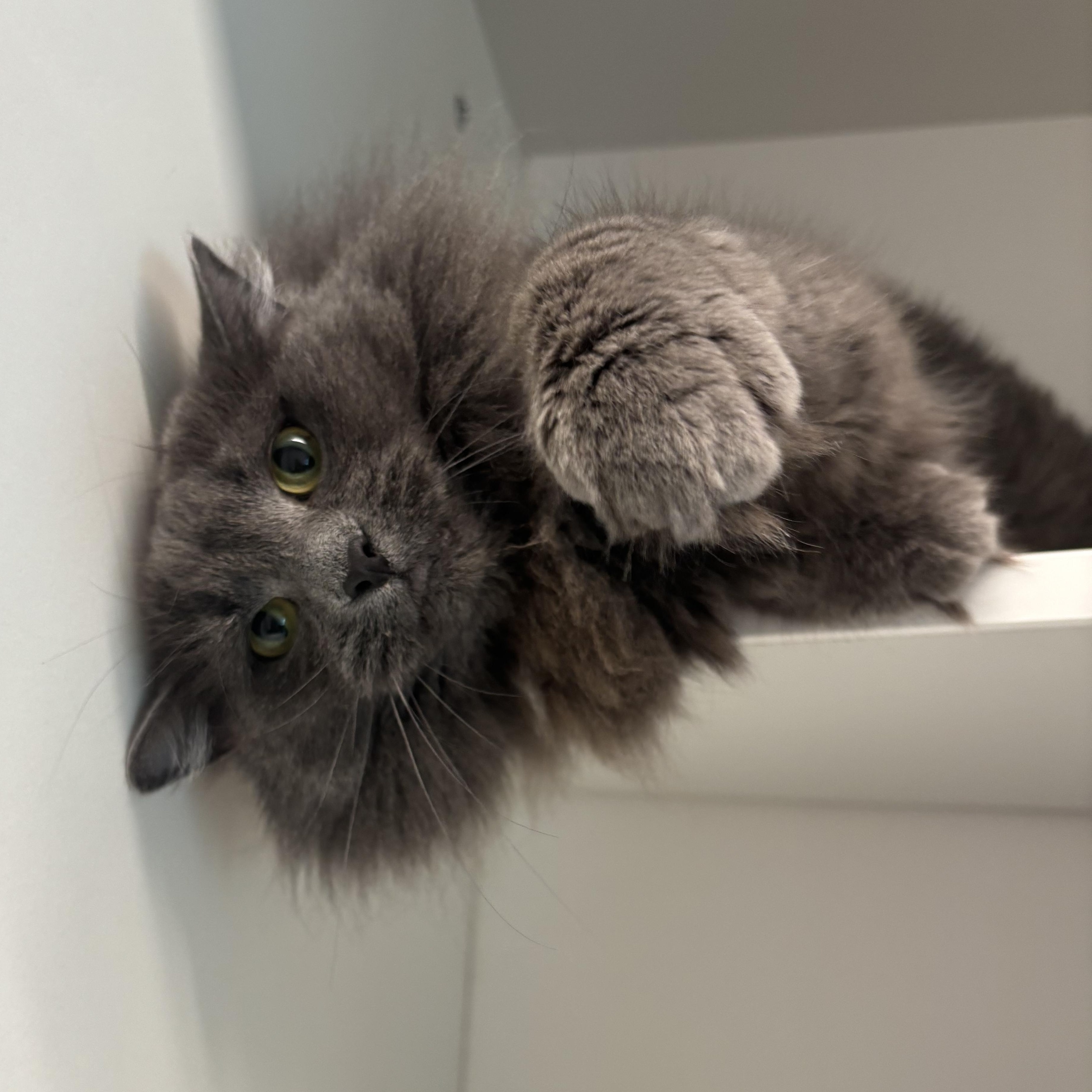 Enlarge Shy, a ADOPTABLE Domestic Short Hair in Evanston, IL image 2/3