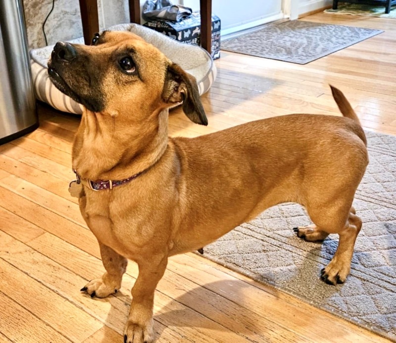 Enlarge Elsie (MD), a Adopted mixed breed in Ellicott City, MD image 1/1