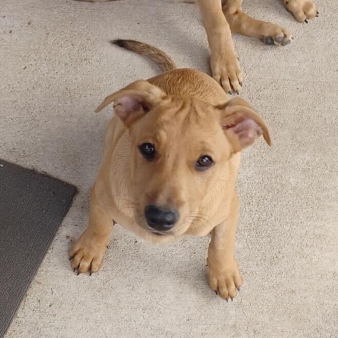 Cody Glass, Adoptable, Young Female Hound & Mixed Breed.