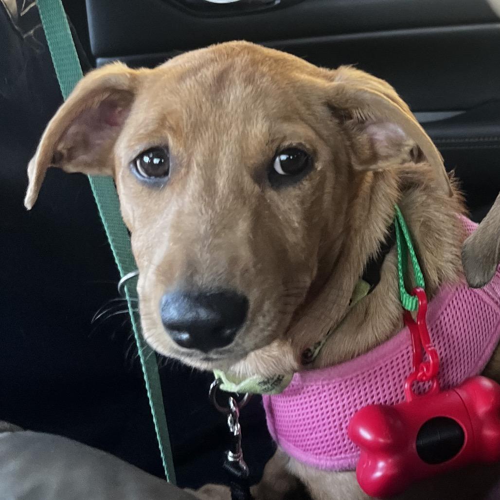 Enlarge Cody Glass, a Adoptable mixed breed in Jersey City, NJ image 6/6