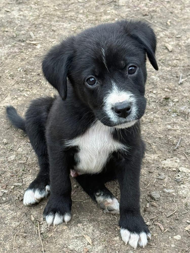 Enlarge 1052 Tupawc, a Adoptable mixed breed in McFarland, WI image 1/6