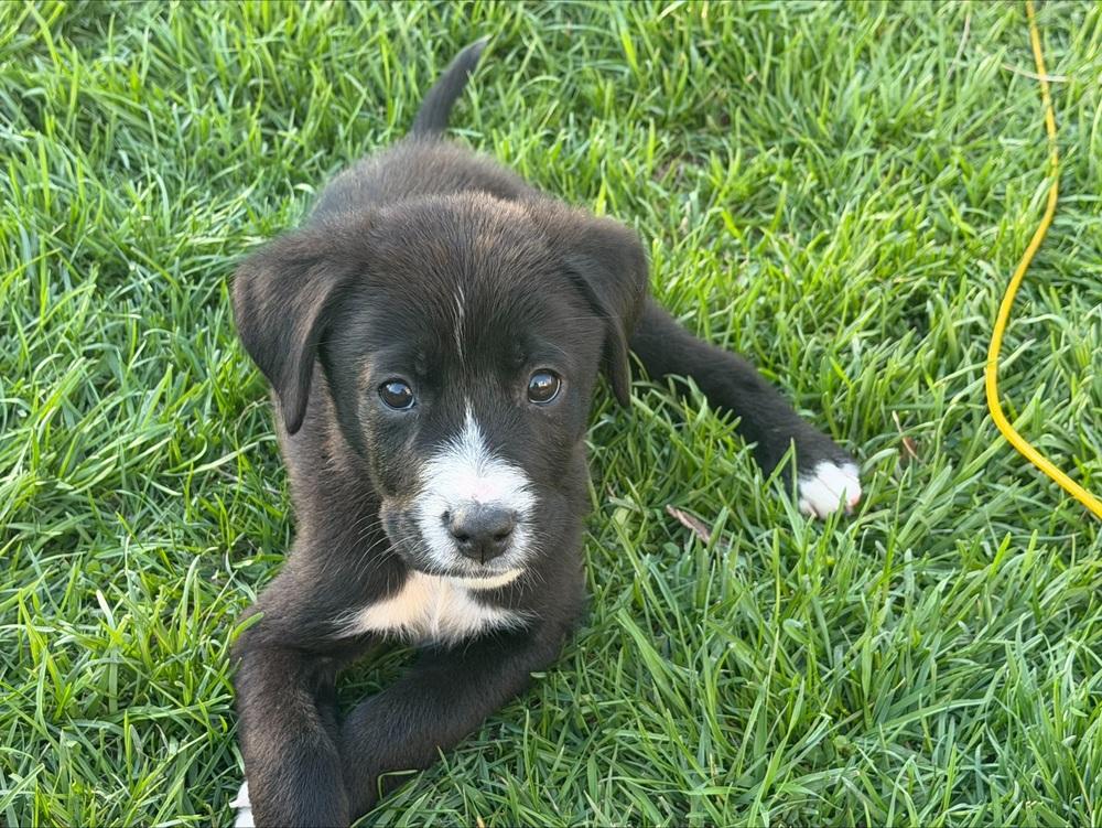 Enlarge 1052 Tupawc, a Adoptable mixed breed in McFarland, WI image 2/6