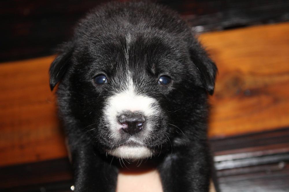 1052 Tupawc, Adoptable, Puppy Male Australian Shepherd.