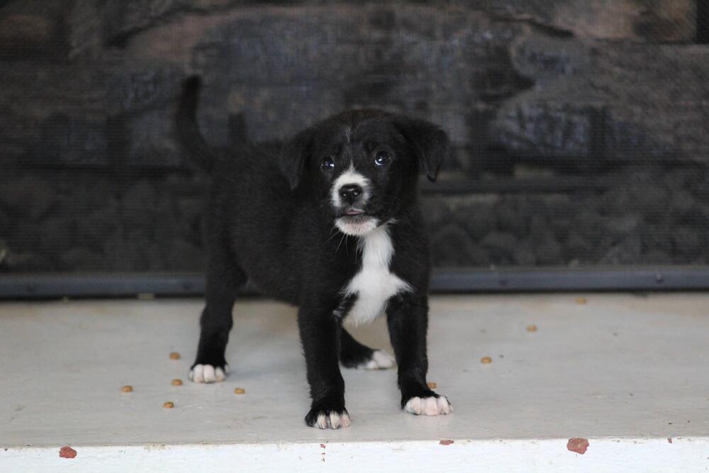 1052 Tupawc, Adoptable, Puppy Male Australian Shepherd.