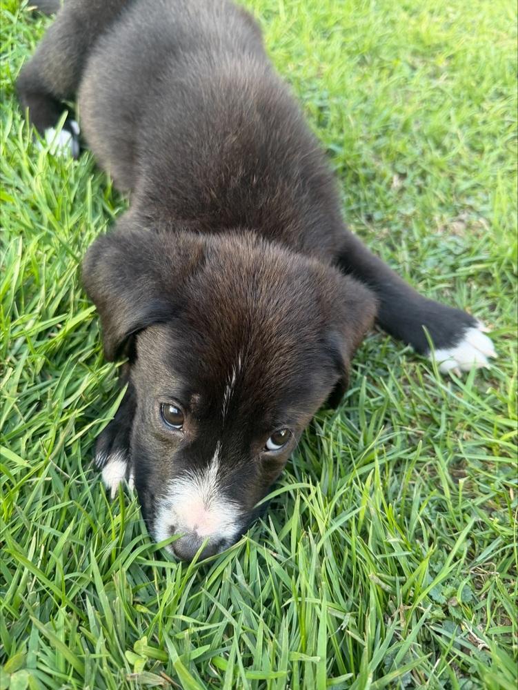 Enlarge 1052 Tupawc, a Adoptable mixed breed in McFarland, WI image 3/6