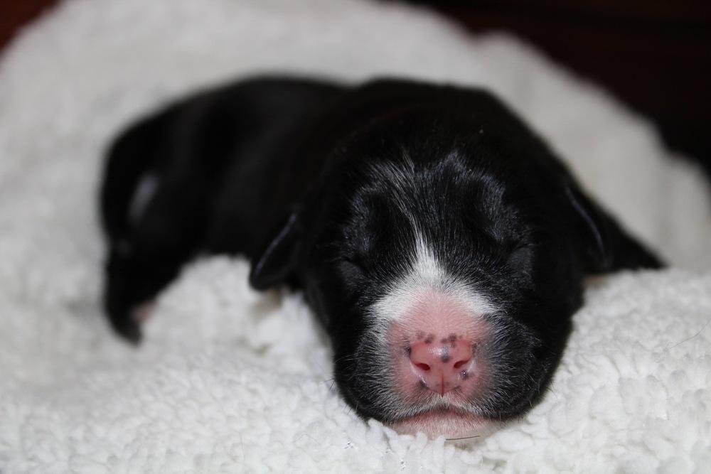 1052 Tupawc, a Adoptable mixed breed in Salem, WI image 4/6