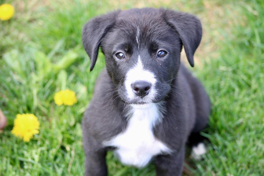 1052 Tupawc, a Adoptable mixed breed in McFarland, WI image 1/6