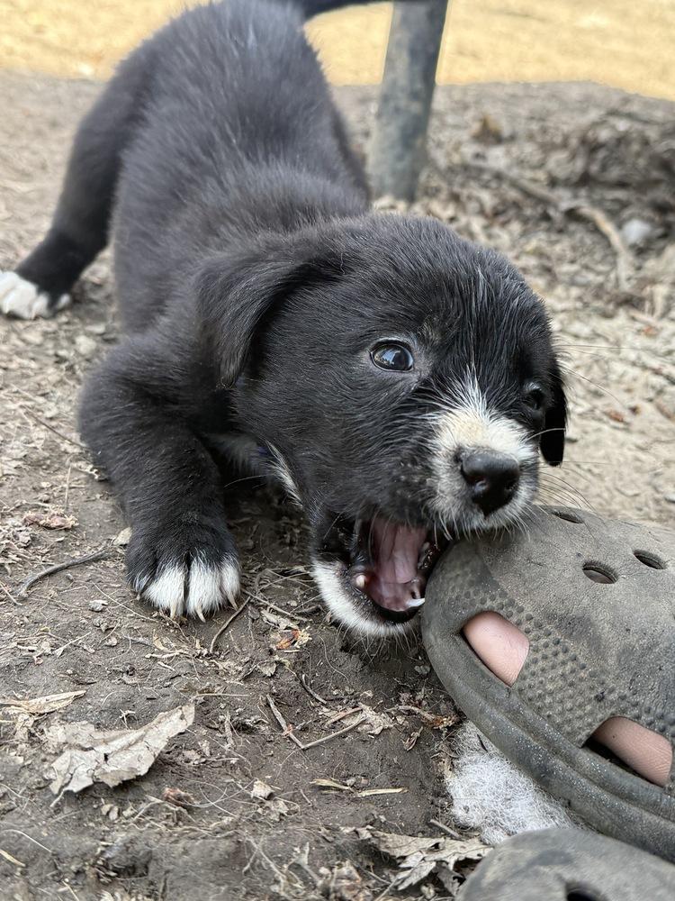 1052 Tupawc, a Adoptable mixed breed in Salem, WI image 2/6