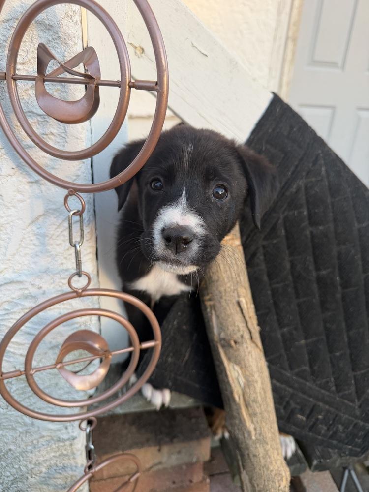 Enlarge 1052 Tupawc, a Adoptable mixed breed in McFarland, WI image 4/6