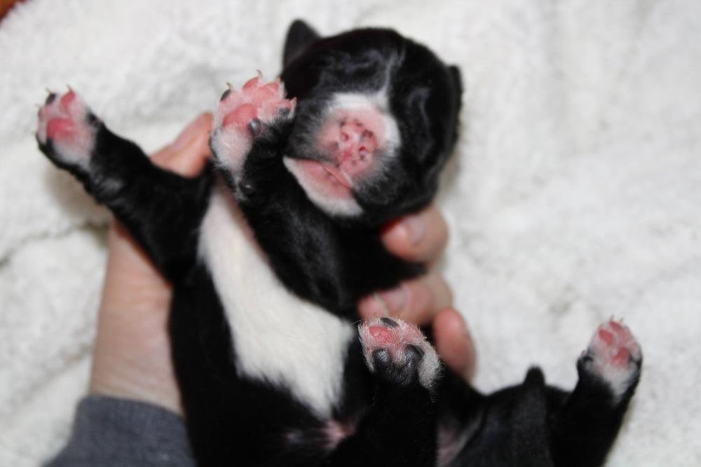 1052 Tupawc, a Adoptable mixed breed in Salem, WI image 5/6