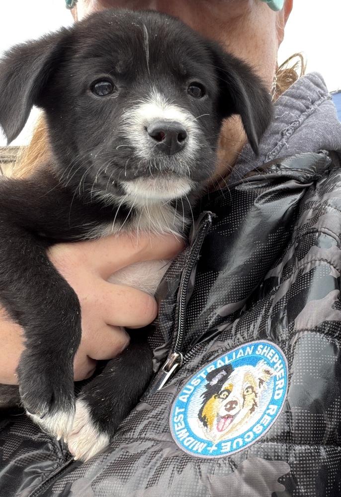 Enlarge 1052 Tupawc, a Adoptable mixed breed in McFarland, WI image 6/6