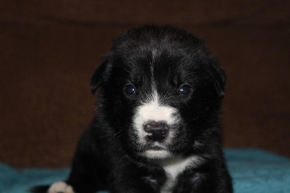 1052 Tupawc, a Adoptable mixed breed in Salem, WI image 6/6