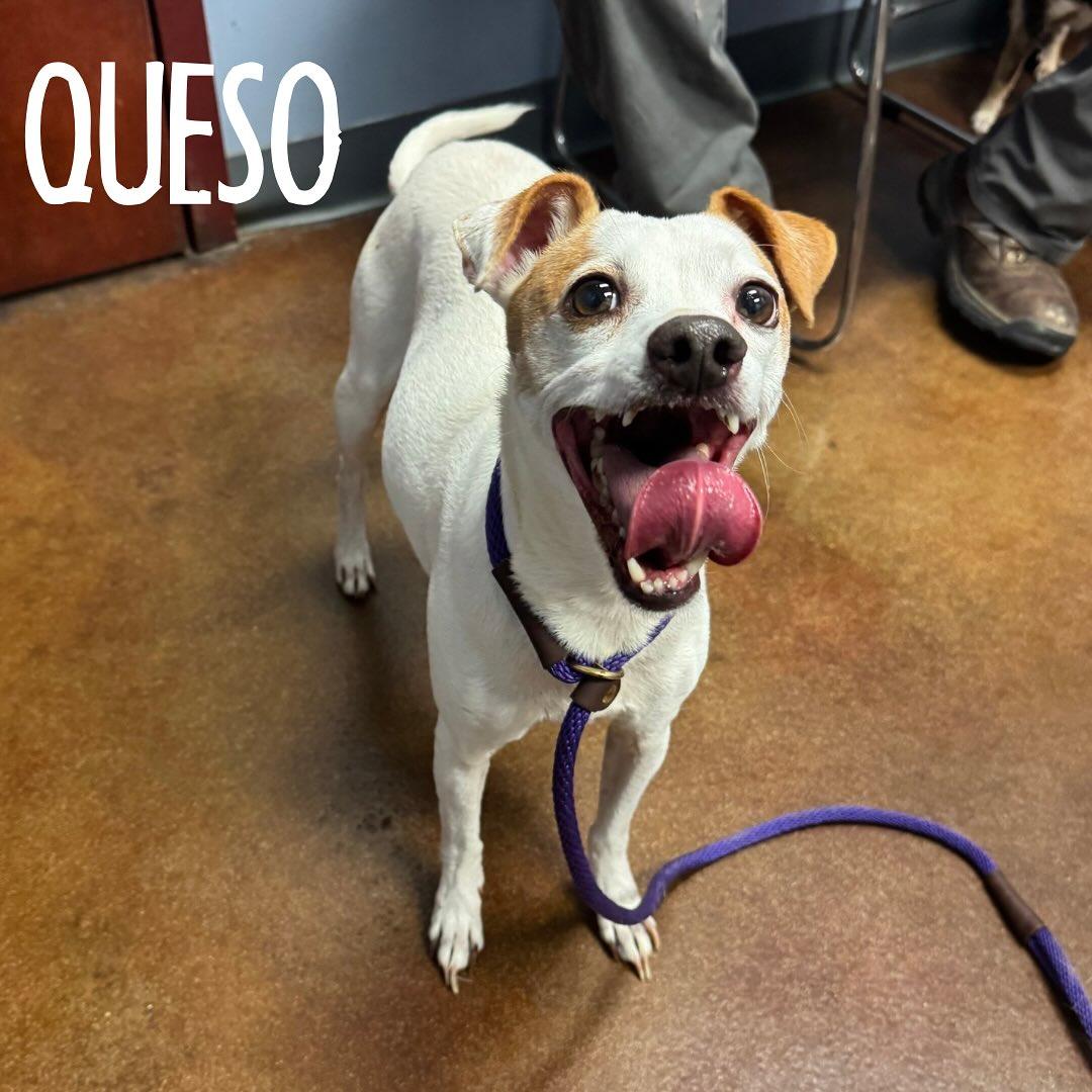 Queso, Adoptable, Adult Male Jack Russell Terrier & Chihuahua.