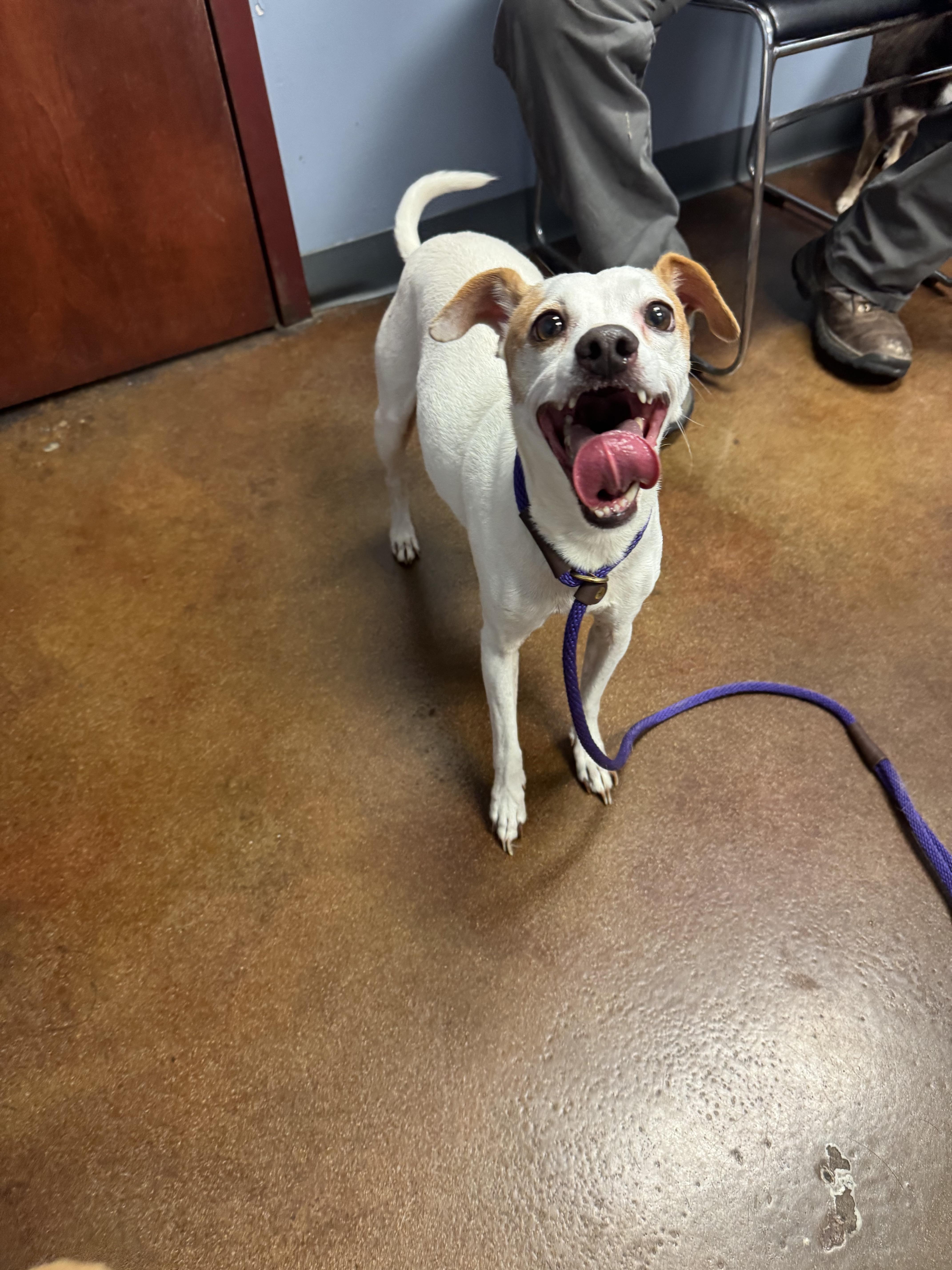 Queso, a Adoptable mixed breed in Memphis, TN image 3/4