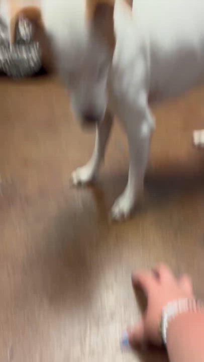 Enlarge Queso, a Adoptable mixed breed in Memphis, TN video 4/4