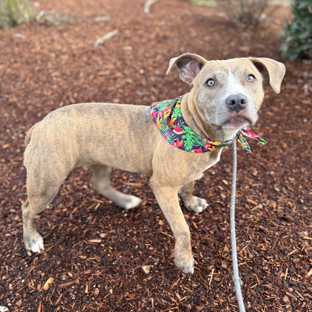 Michelle, Adoptable, Puppy Female Pit Bull Terrier.