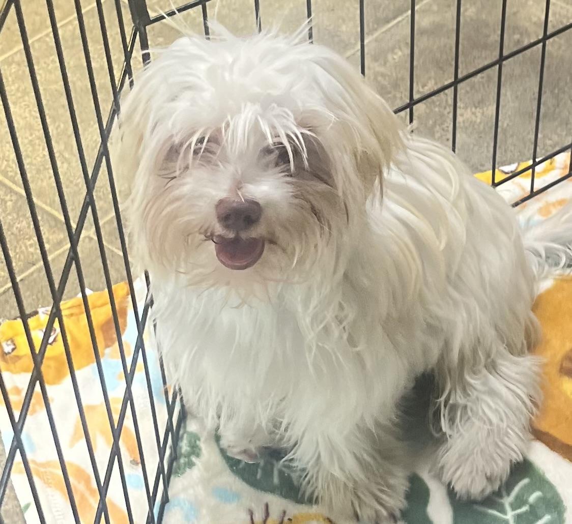 Elmo, ADOPTABLE, Puppy Male Maltipoo.