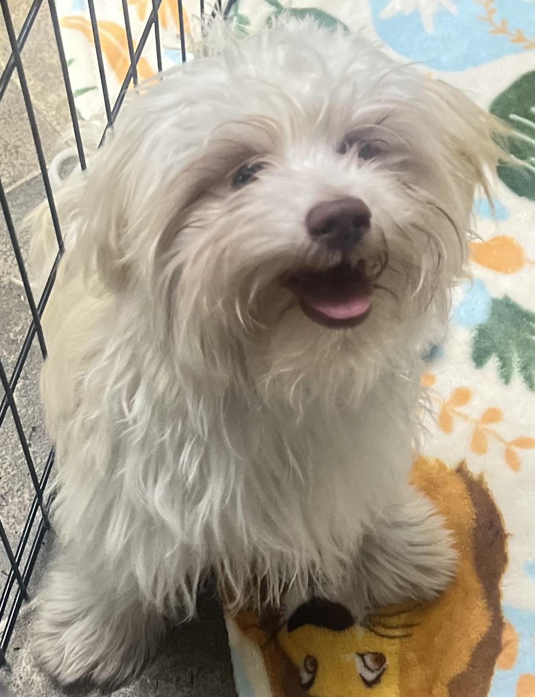 Elmo, a ADOPTABLE Maltipoo in Los Angeles, CA image 3/5