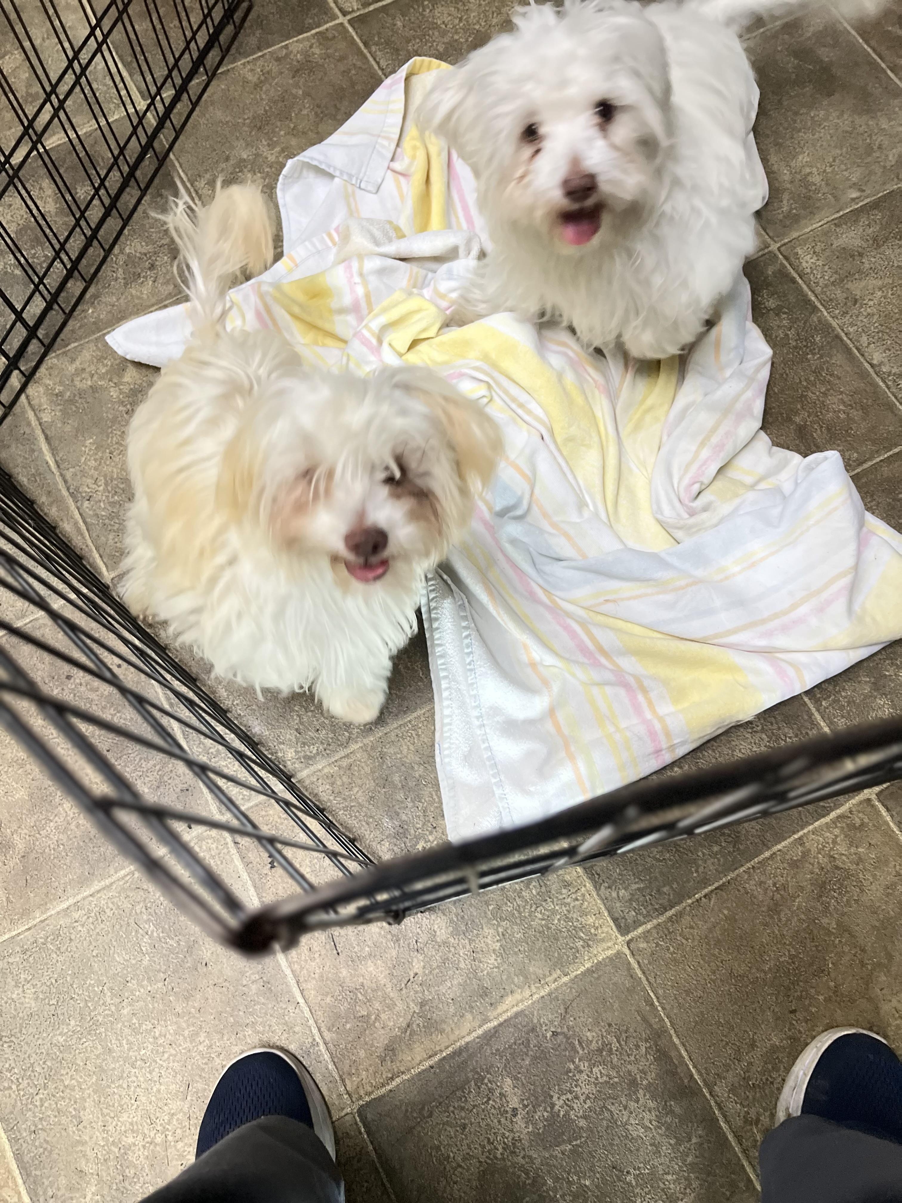 Elmo, a ADOPTABLE Maltipoo in Los Angeles, CA image 5/5