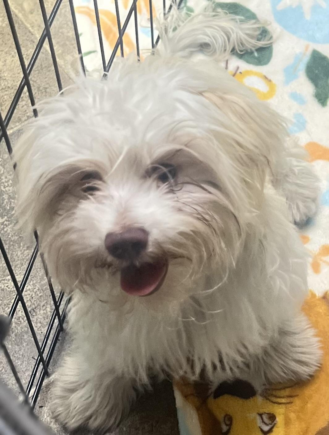 Elmo, a ADOPTABLE Maltipoo in Los Angeles, CA image 2/5