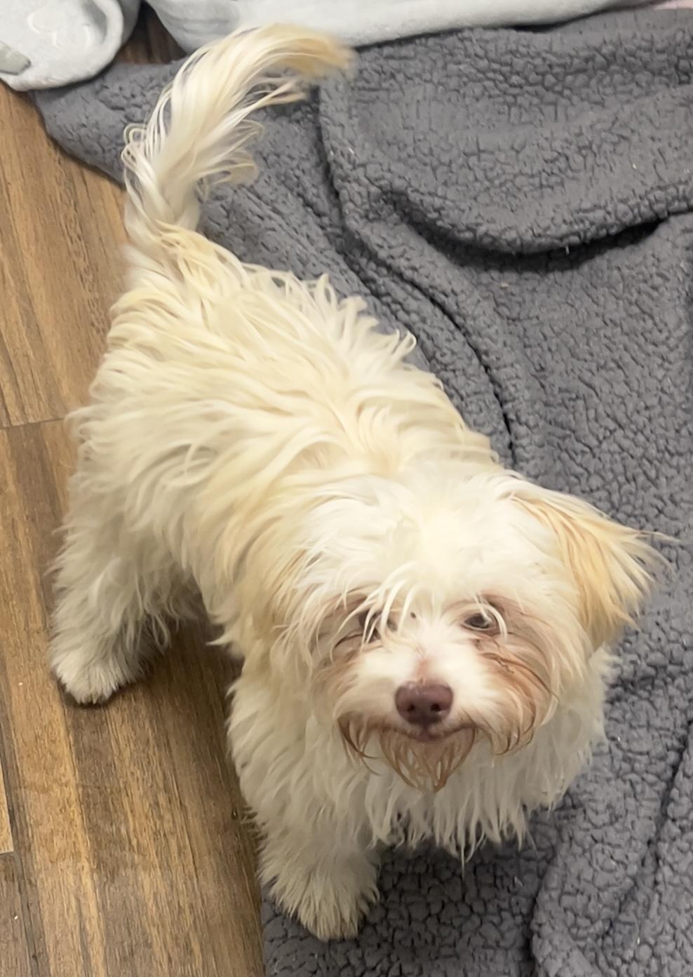Elmo, a ADOPTABLE Maltipoo in Los Angeles, CA image 4/5