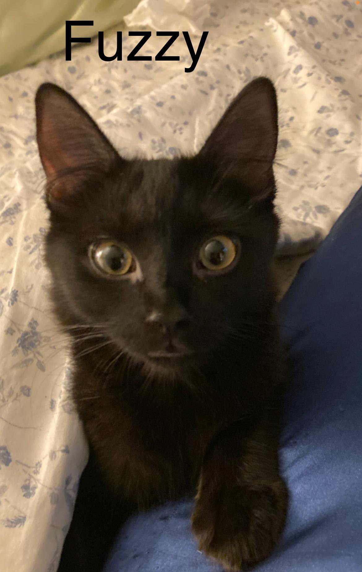 Enlarge Fuzzy, a Adoptable Domestic Medium Hair in Winter Garden, FL image 1/3
