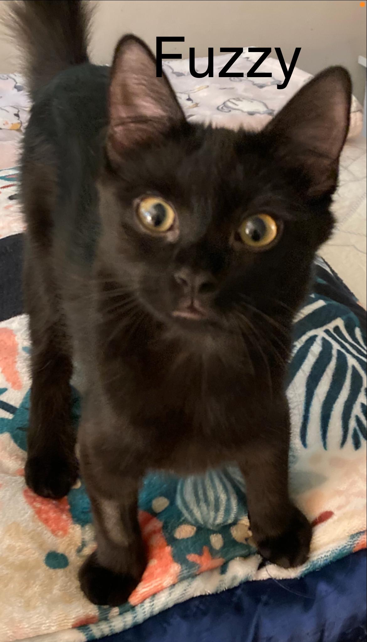 Enlarge Fuzzy, a Adoptable Domestic Medium Hair in Winter Garden, FL image 2/3