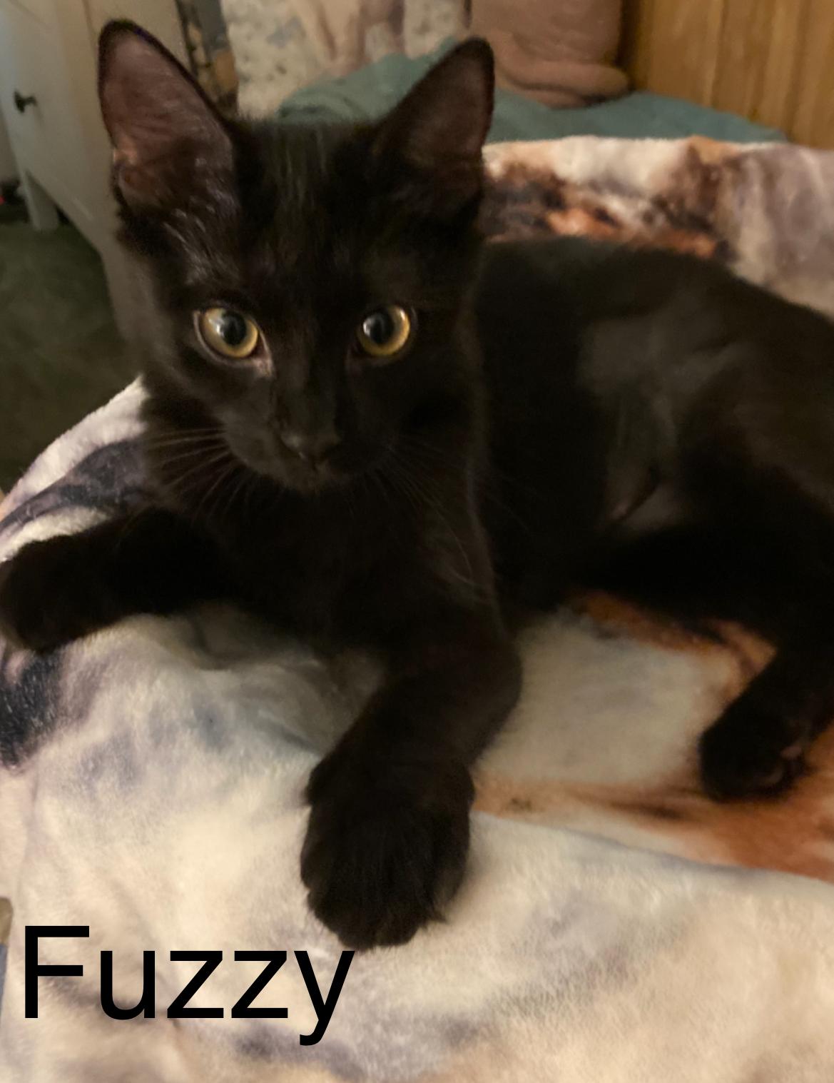 Enlarge Fuzzy, a Adoptable Domestic Medium Hair in Winter Garden, FL image 3/3