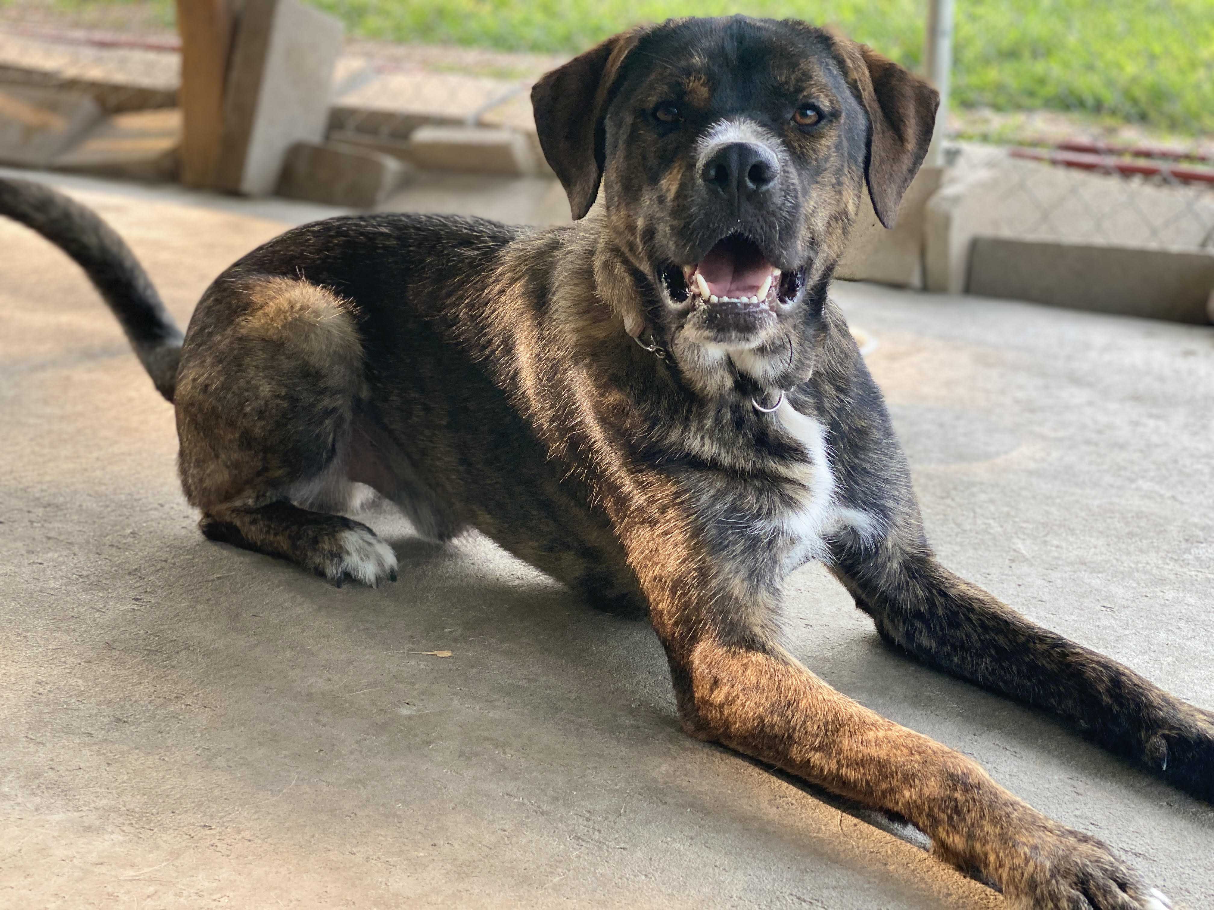 Woods, an adoptable Dutch Shepherd in Kansas City, MO, 64157 | Photo Image 2