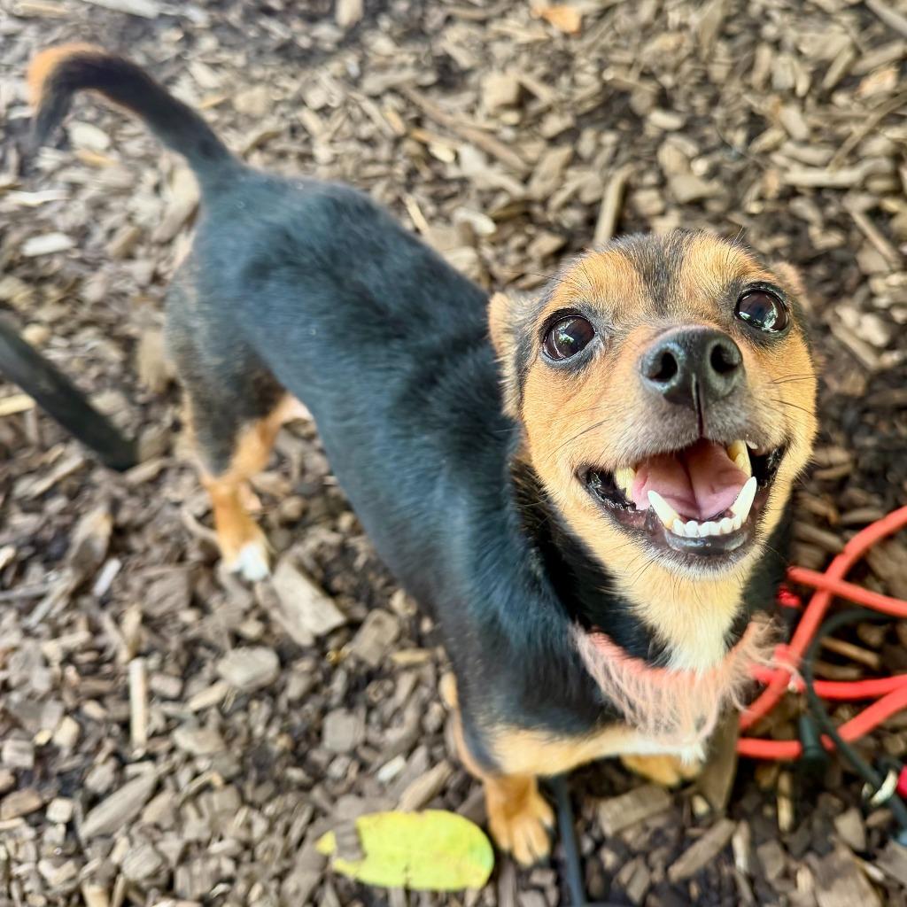 Uva, Adoptable, Adult Female Miniature Pinscher.
