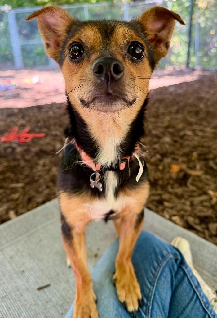 Enlarge Uva, a Adoptable Miniature Pinscher in Ewing, NJ image 2/2