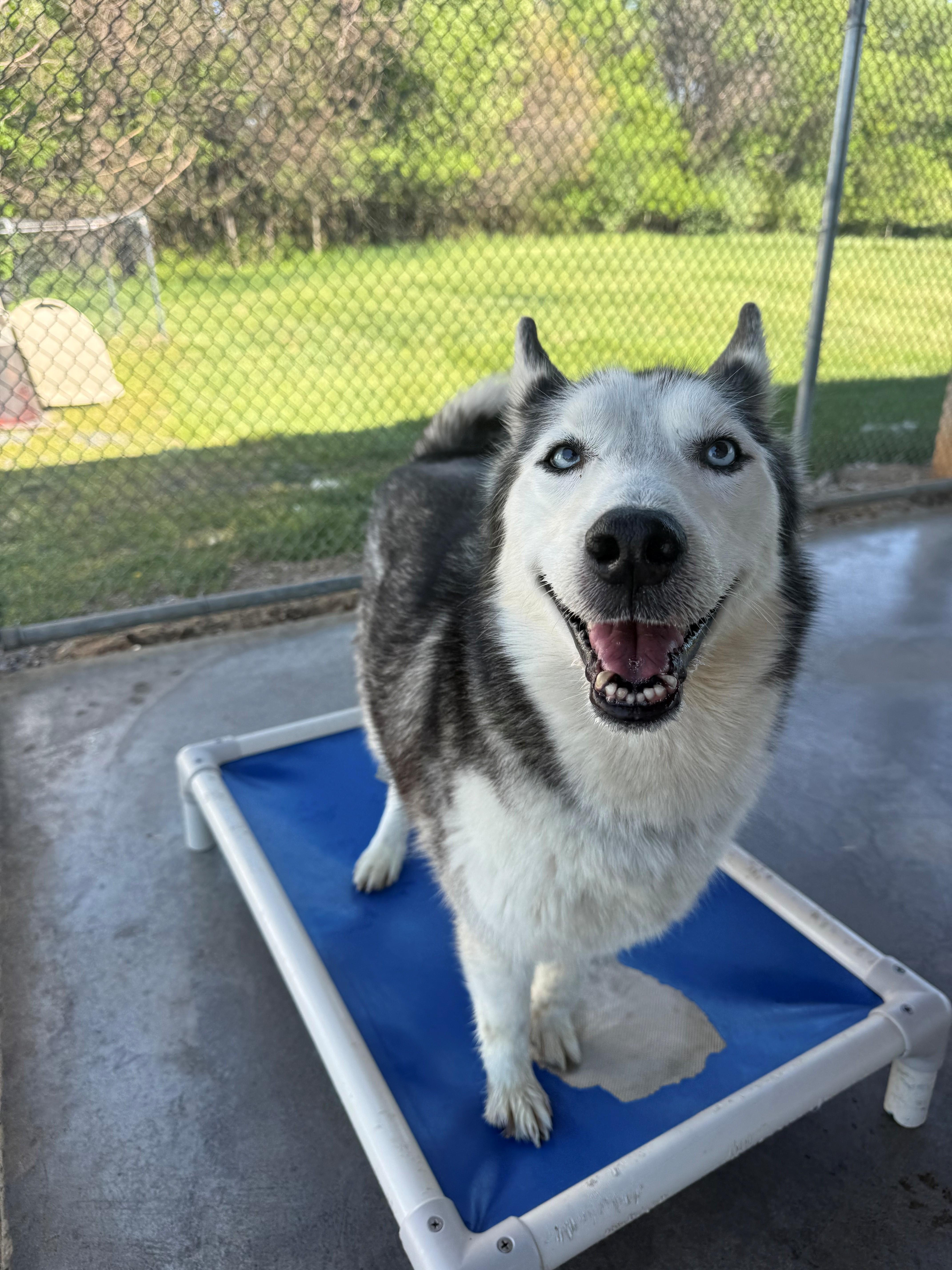 Enlarge Nakita, an adopted Husky in Edinburg, VA image 2/2