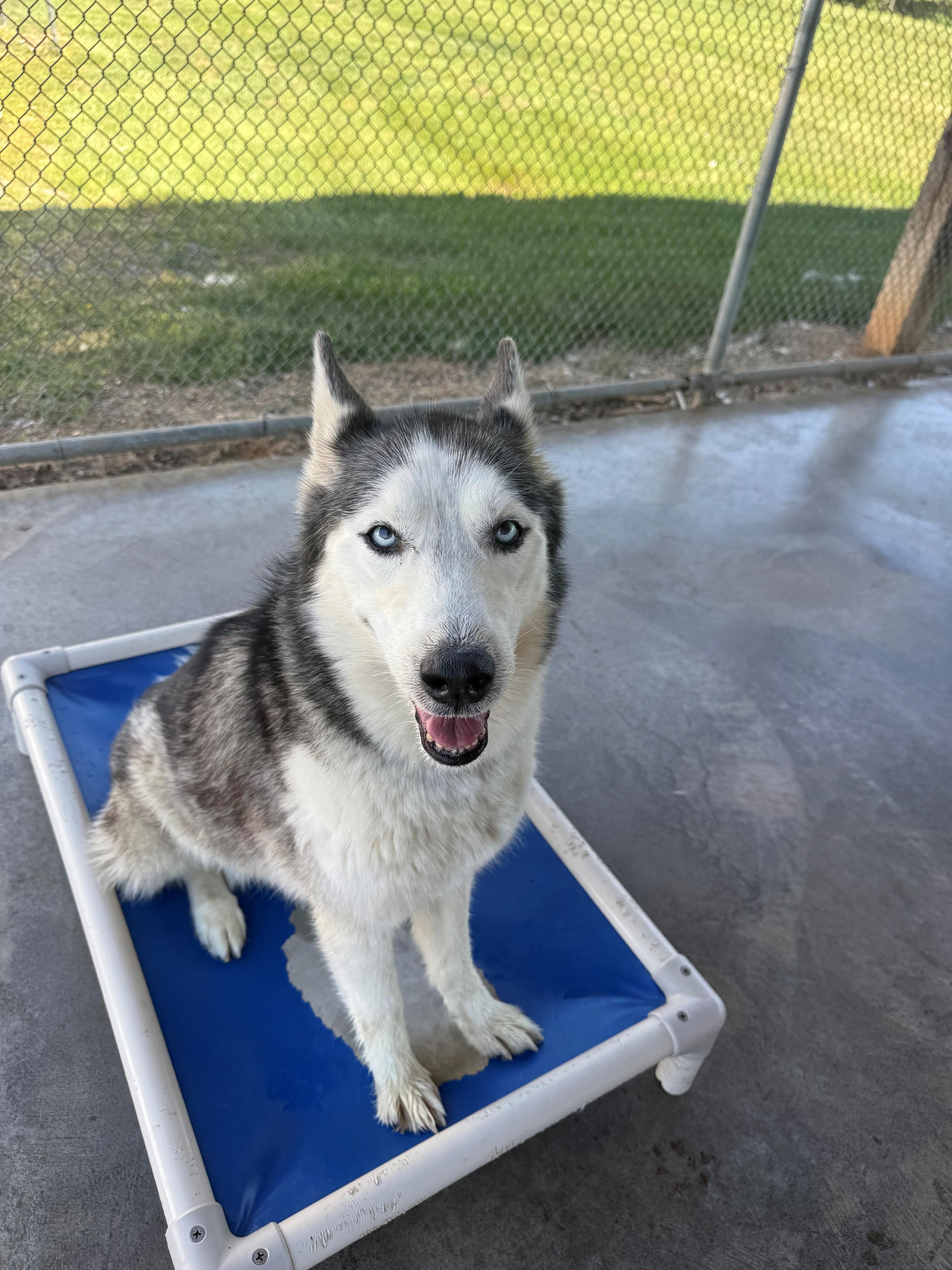 Enlarge Nakita, an adopted Husky in Edinburg, VA image 1/2