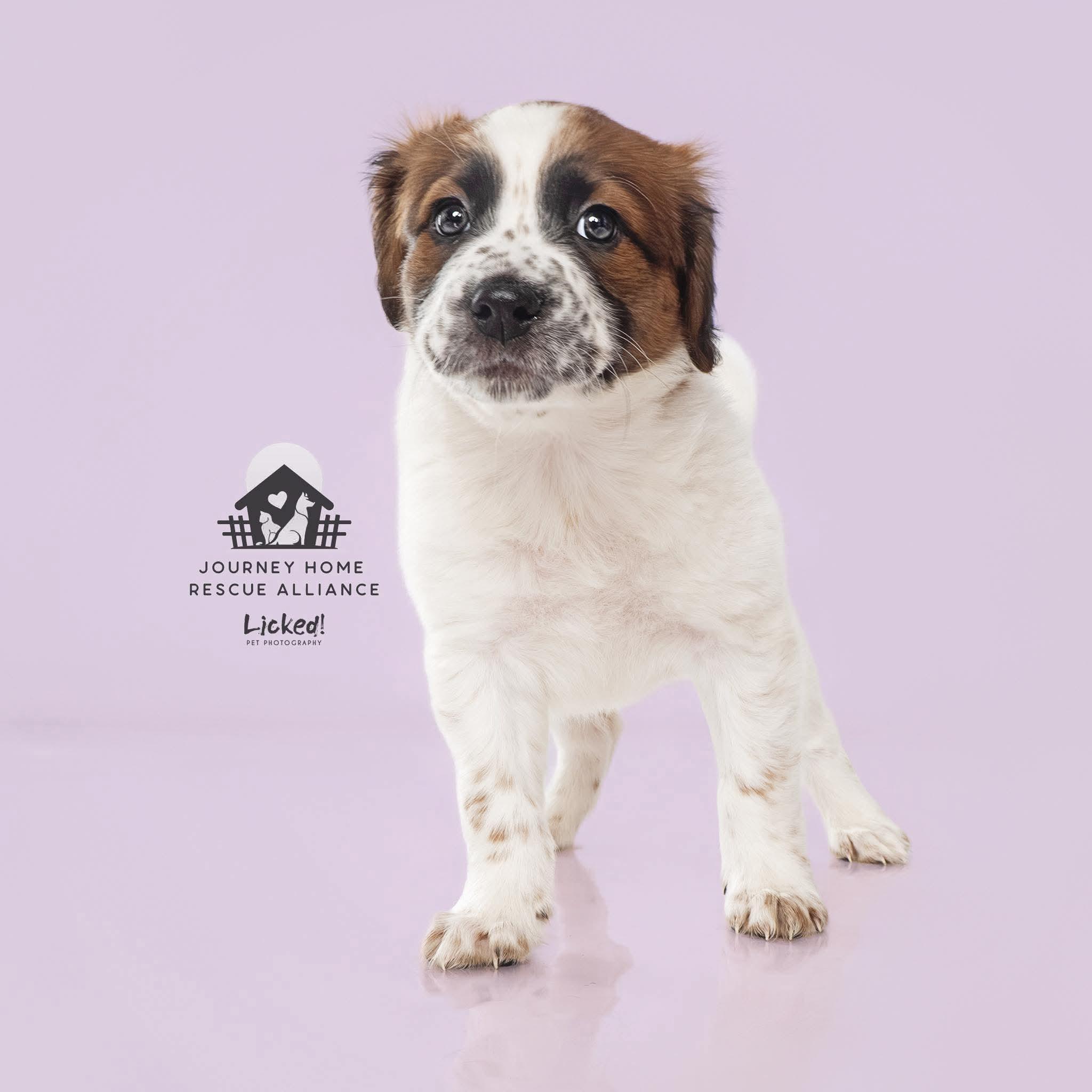 Enlarge Oakley , a ADOPTABLE mixed breed in Wando, SC image 1/2