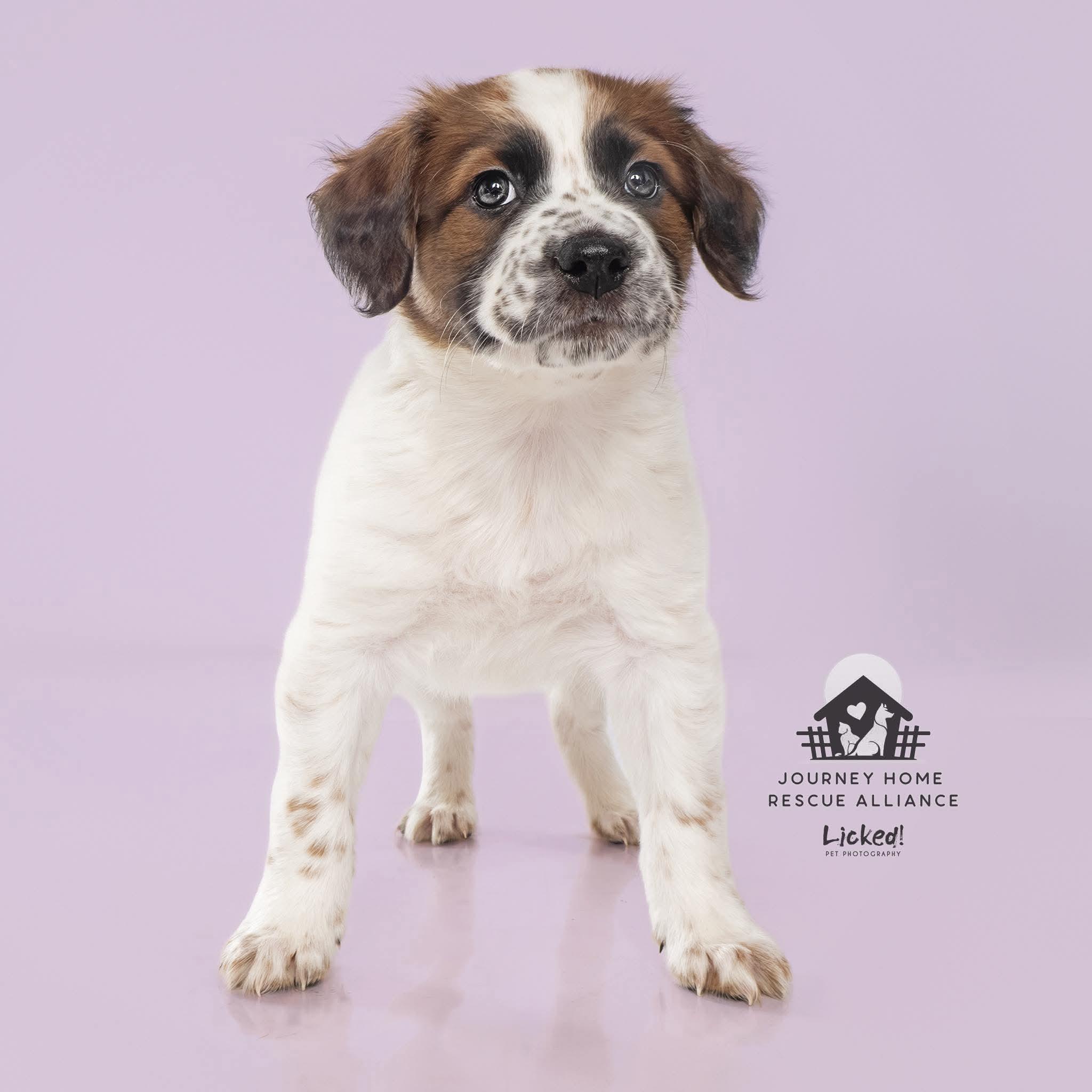 Enlarge Oakley , a ADOPTABLE mixed breed in Wando, SC image 2/2