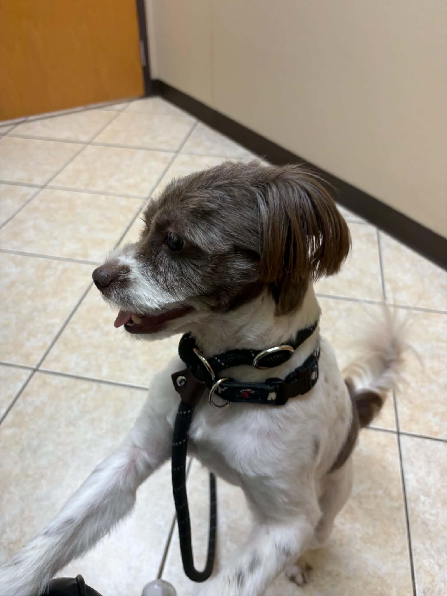Enlarge Ben, a Adoptable mixed breed in Clearwater, FL image 3/5