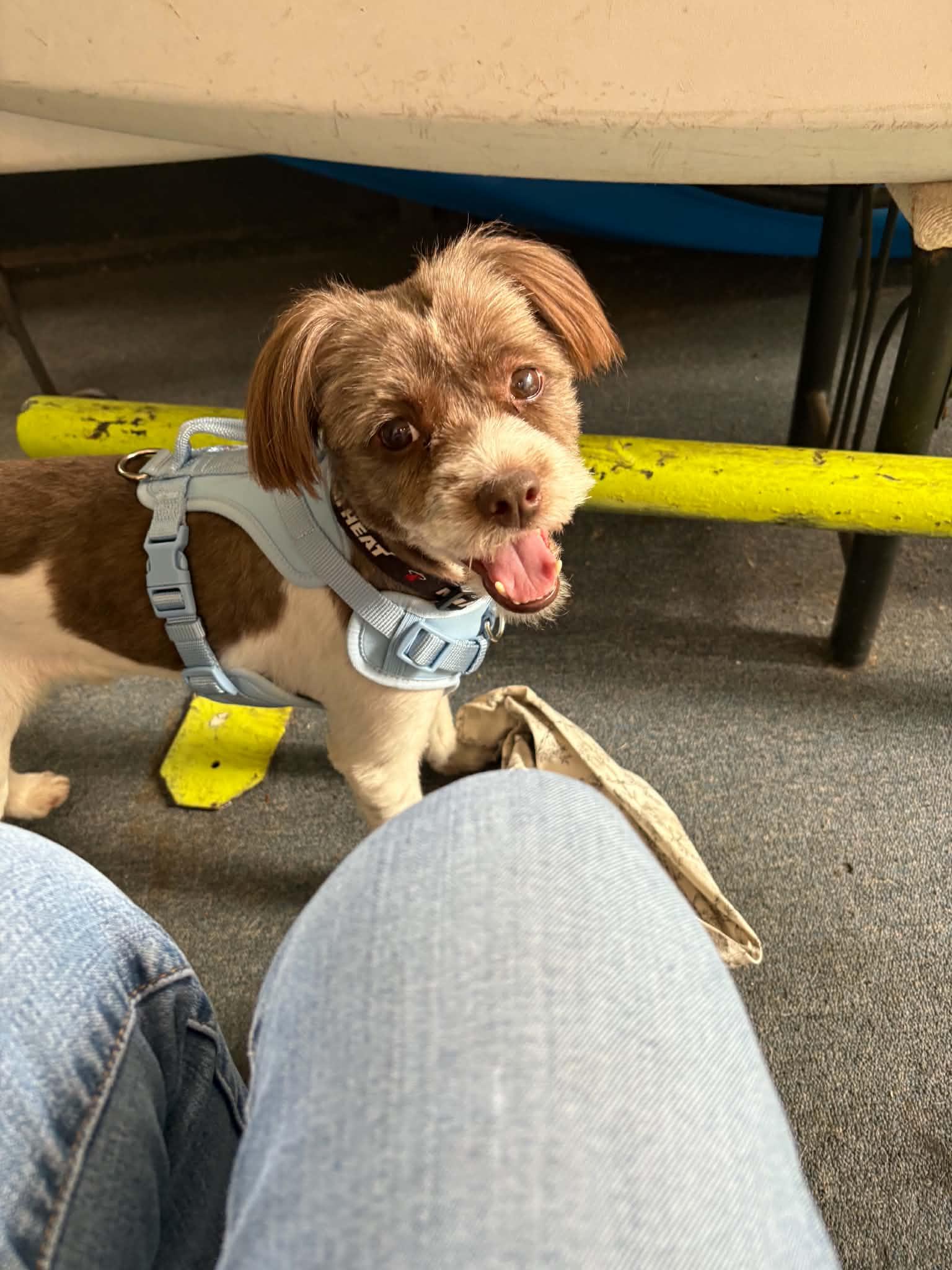 Enlarge Ben, a Adoptable mixed breed in Clearwater, FL image 1/5