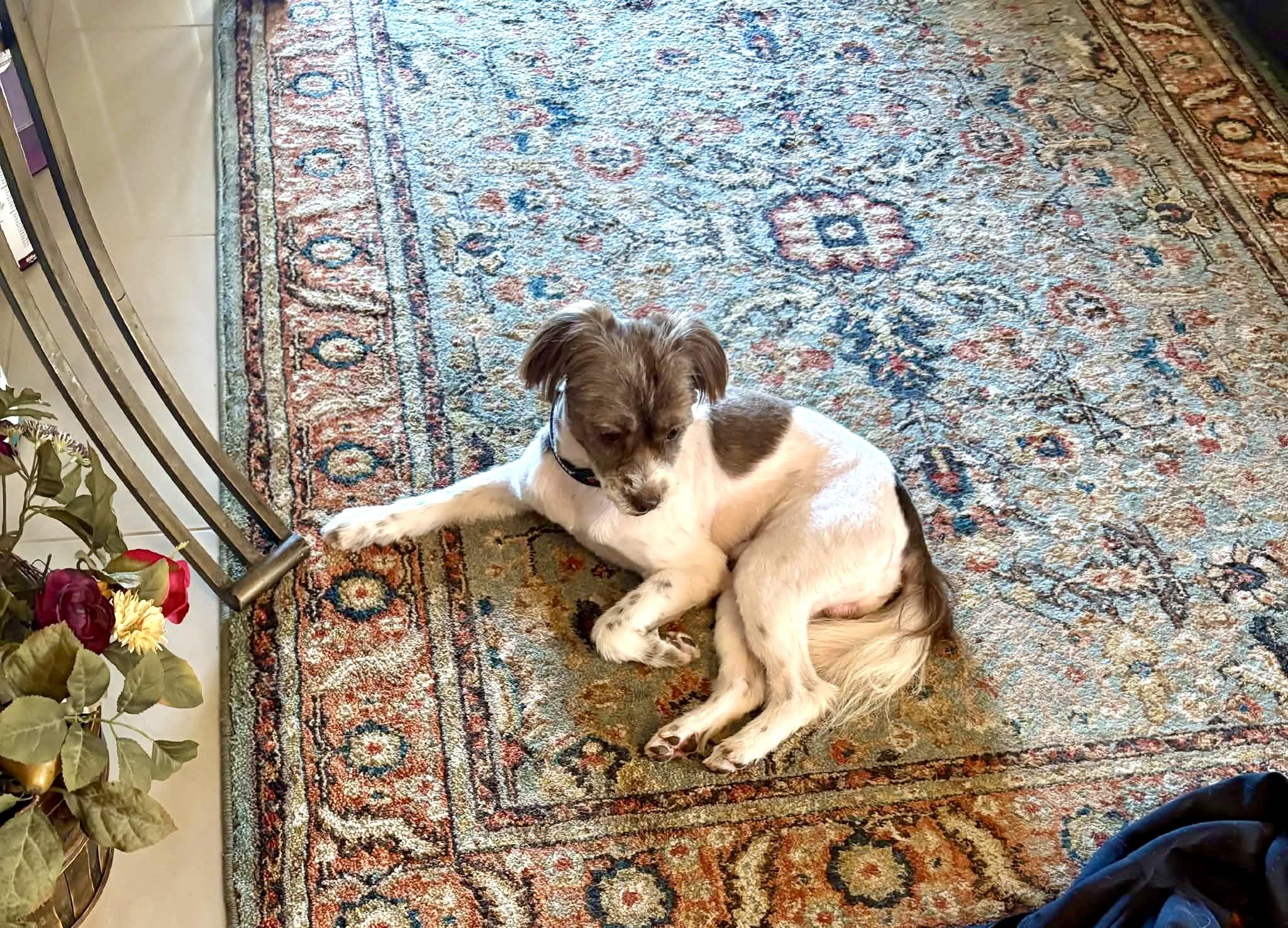 Enlarge Ben, a Adoptable mixed breed in Clearwater, FL image 4/5