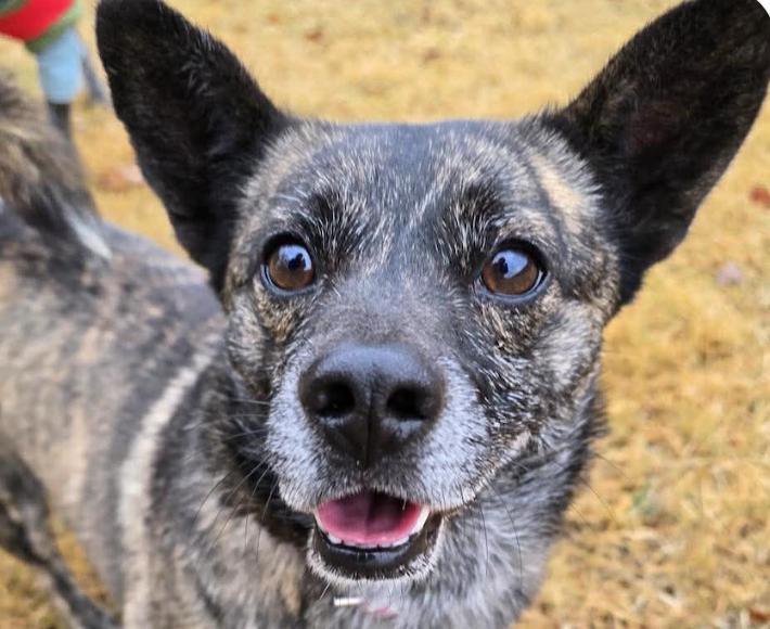 Wally, ADOPTABLE, Adult Male Jindo & Corgi.