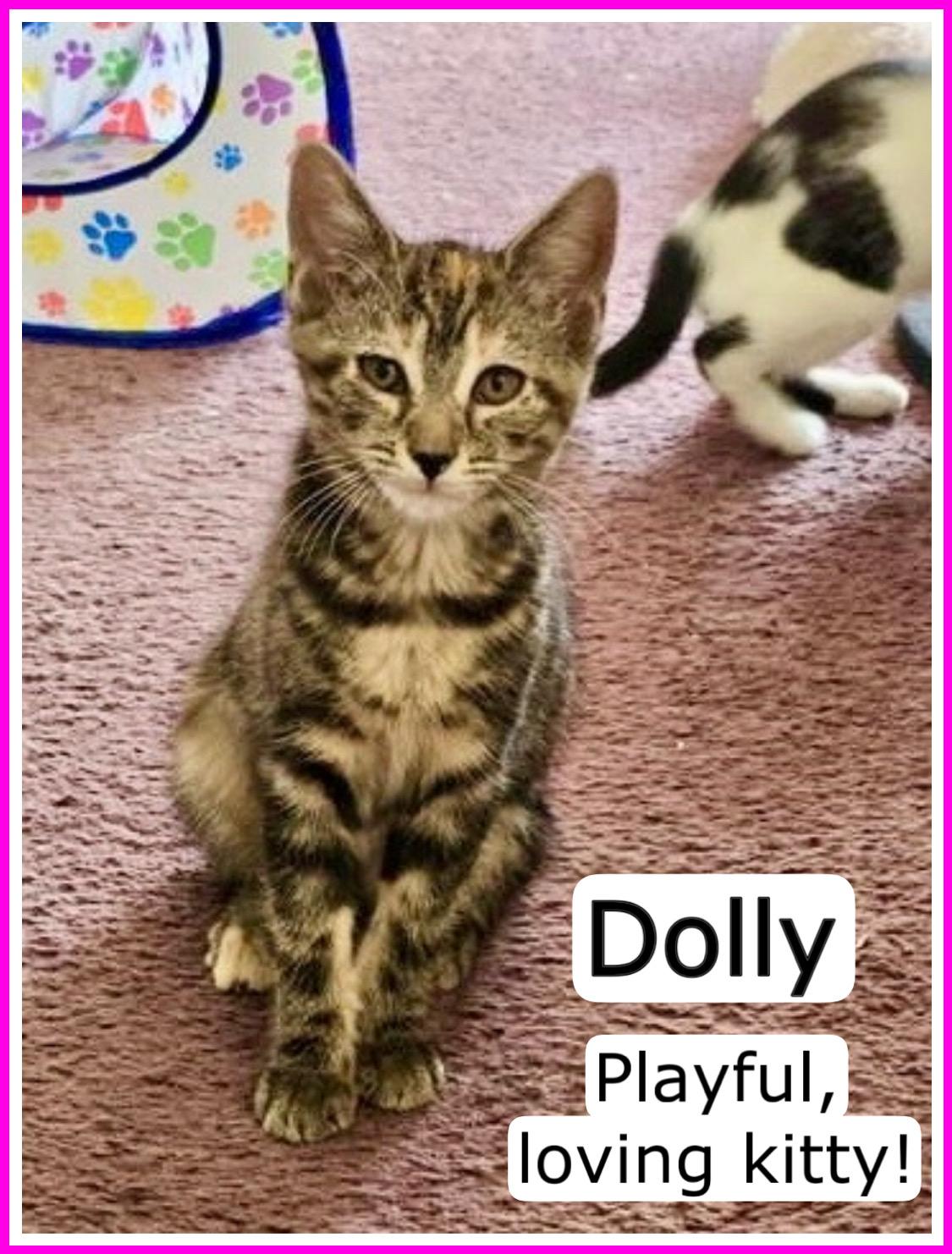 Dolly, Willow Grove Area, (FCID 06/24/2025-119), Baby Female Domestic Short Hair