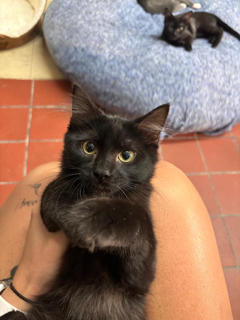Enlarge Willow, a Adoptable mixed breed in Port Jervis, NY image 1/1