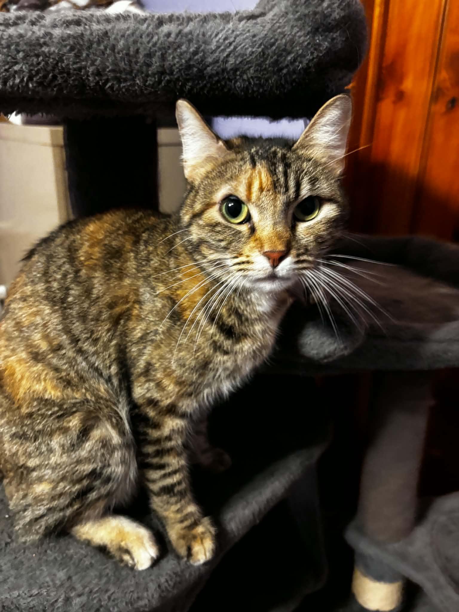 Sally, Adoptable, Adult Female Tortoiseshell.