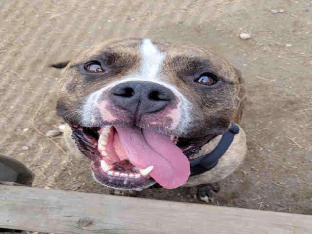 HANK, Adoptable, Adult Male American Bulldog.