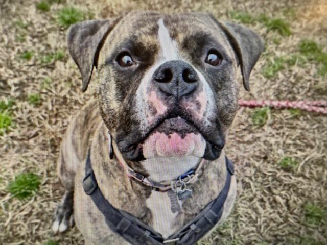 Enlarge HANK, a Adoptable American Bulldog in Kent, WA image 1/1