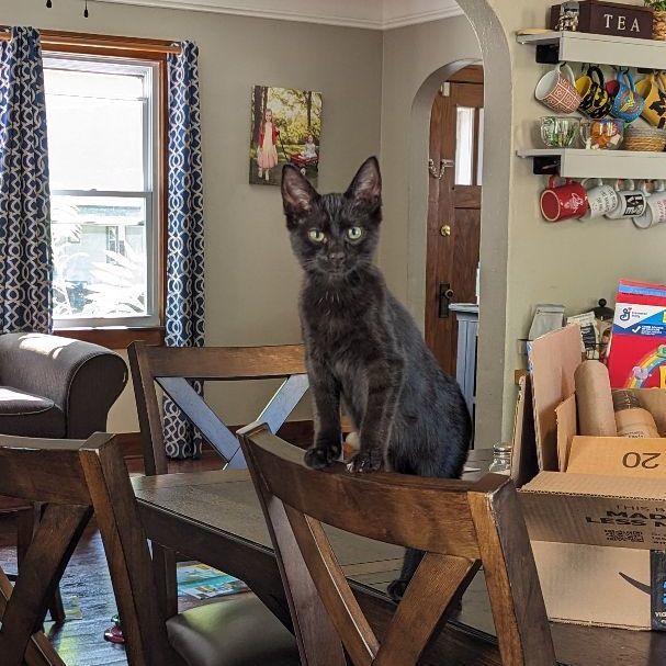 Enlarge Elm, a Adopted Domestic Short Hair in Hamilton, MI image 1/1