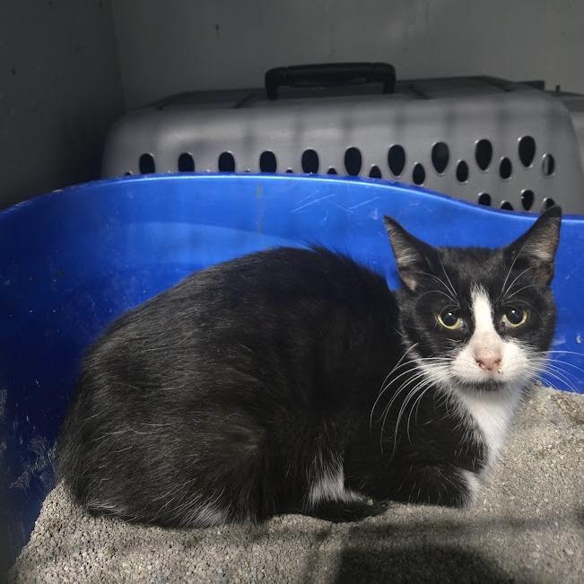 Diamond, Adoptable, Young Female Domestic Short Hair.