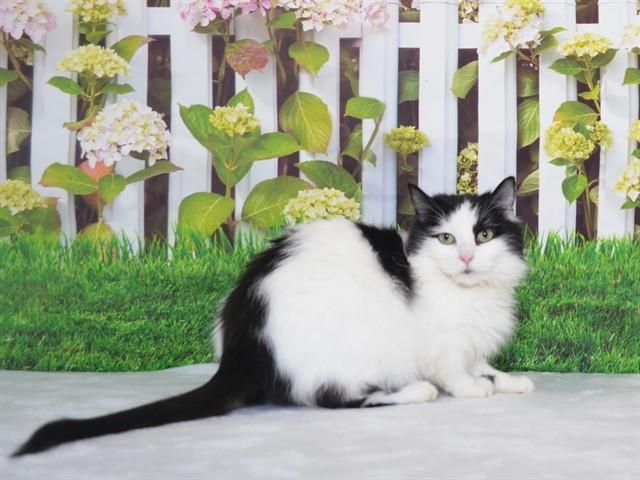 Enlarge CATATOUILLE, a Adoptable mixed breed in Oroville, CA image 1/1