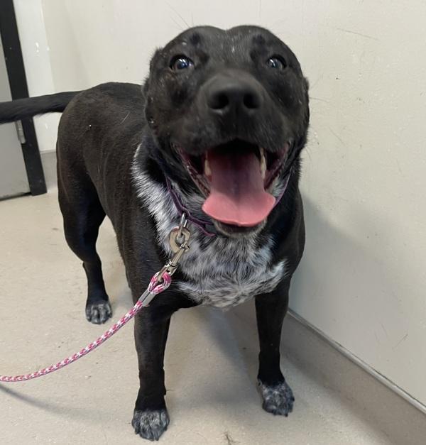 Stormi, Adoptable, Adult Female Pit Bull Terrier & Australian Cattle Dog / Blue Heeler.